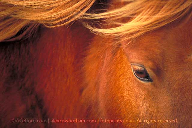 Shetland Pony, Lizard Peninsula